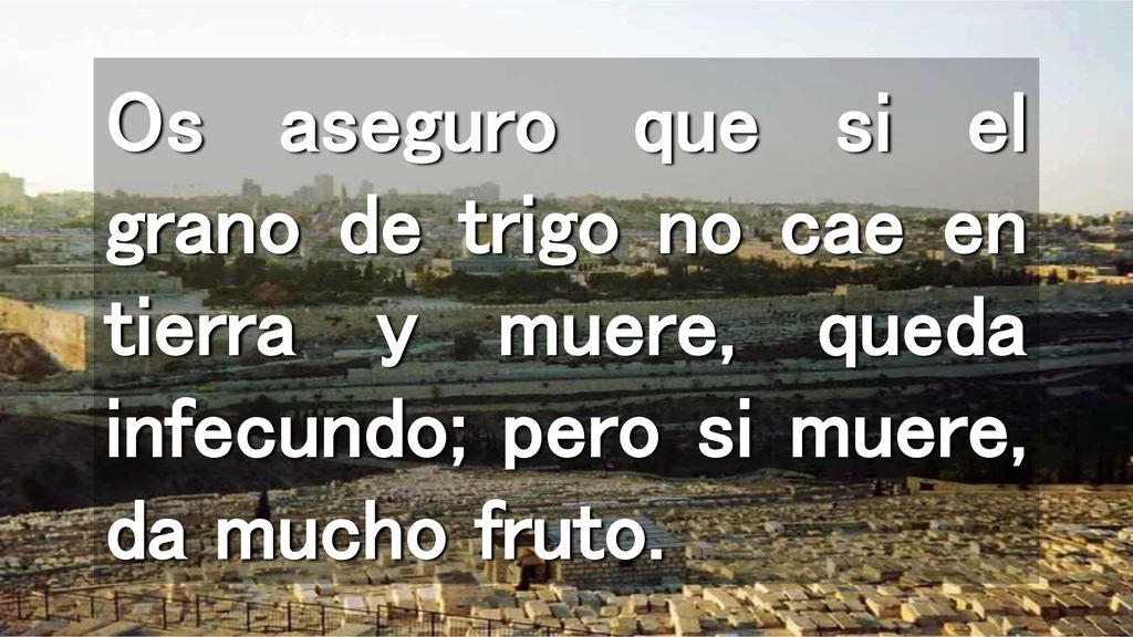Os aseguro que si el grano de trigo no cae en tierra y muere, queda infecundo; pero si muere, da mucho fruto.