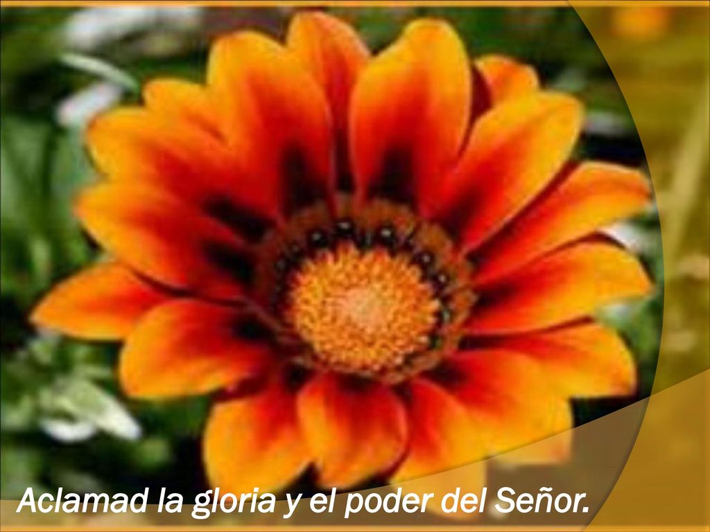 Aclamad la gloria y el poder del Señor.