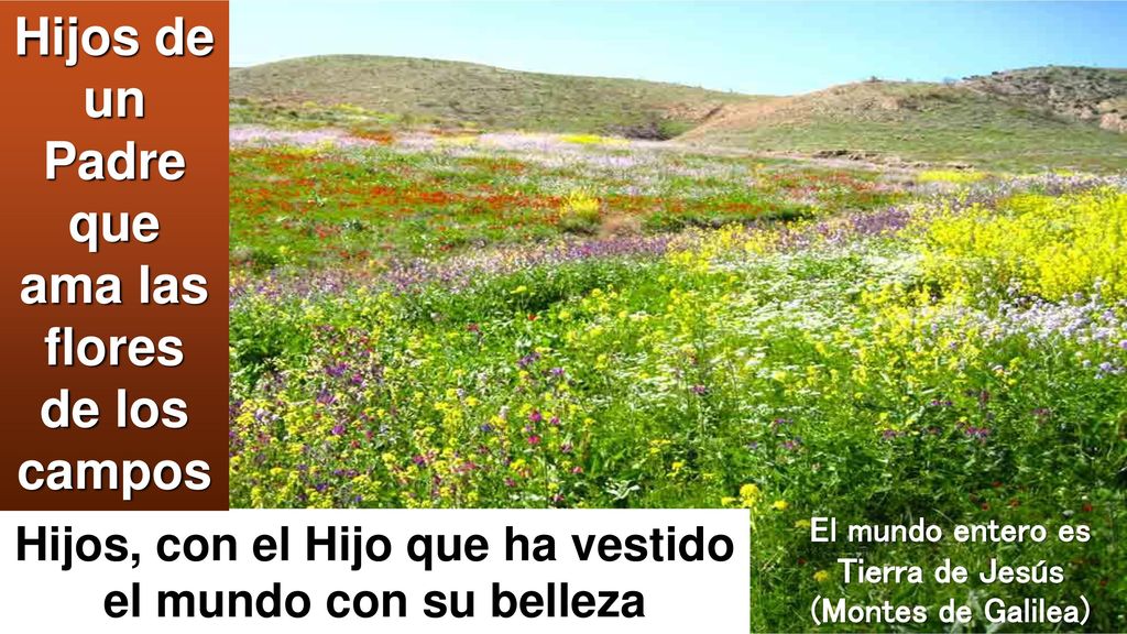 Hijos de un Padre que ama las flores de los campos