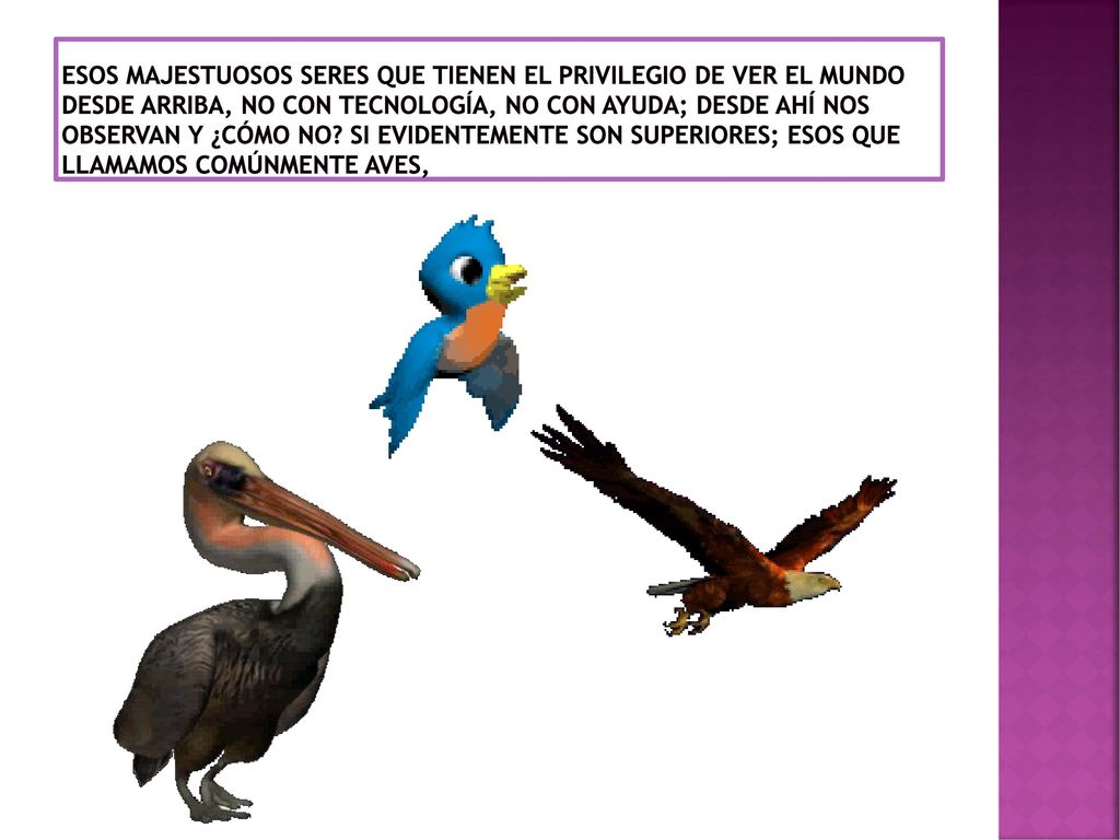 Esos majestuosos seres que tienen el privilegio de ver el mundo desde arriba, no con tecnología, no con ayuda; desde ahí nos observan y ¿cómo no.