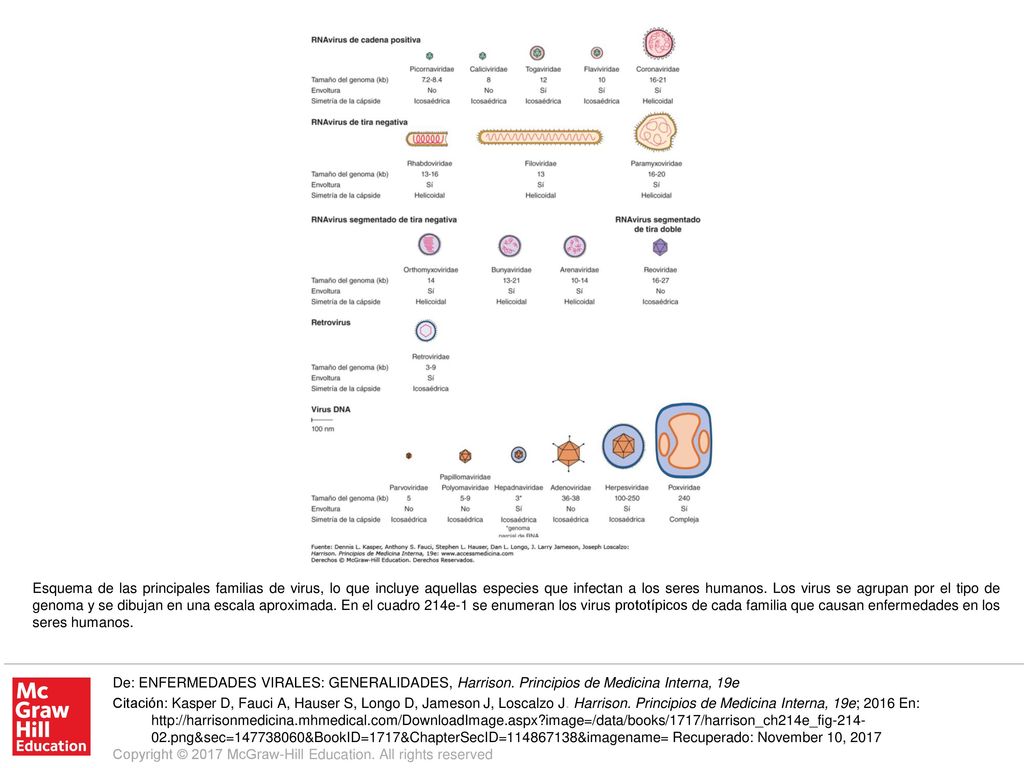 Esquema de las principales familias de virus, lo que incluye aquellas especies que infectan a los seres humanos. Los virus se agrupan por el tipo de genoma y se dibujan en una escala aproximada. En el cuadro 214e-1 se enumeran los virus prototípicos de cada familia que causan enfermedades en los seres humanos.