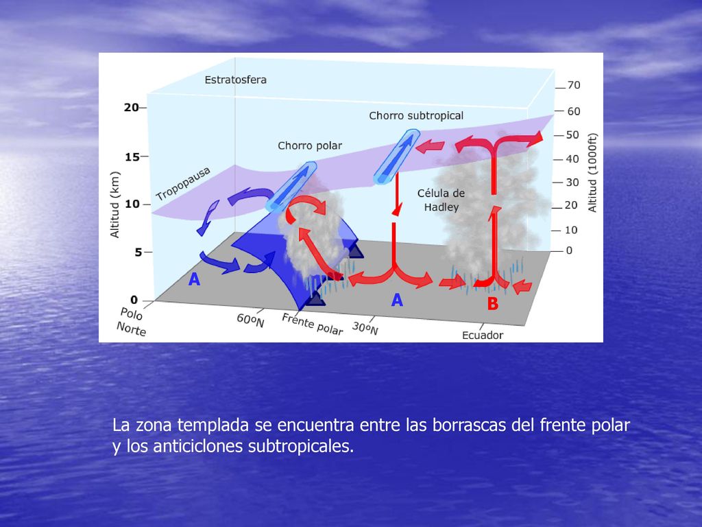 A A. B. La zona templada se encuentra entre las borrascas del frente polar.
