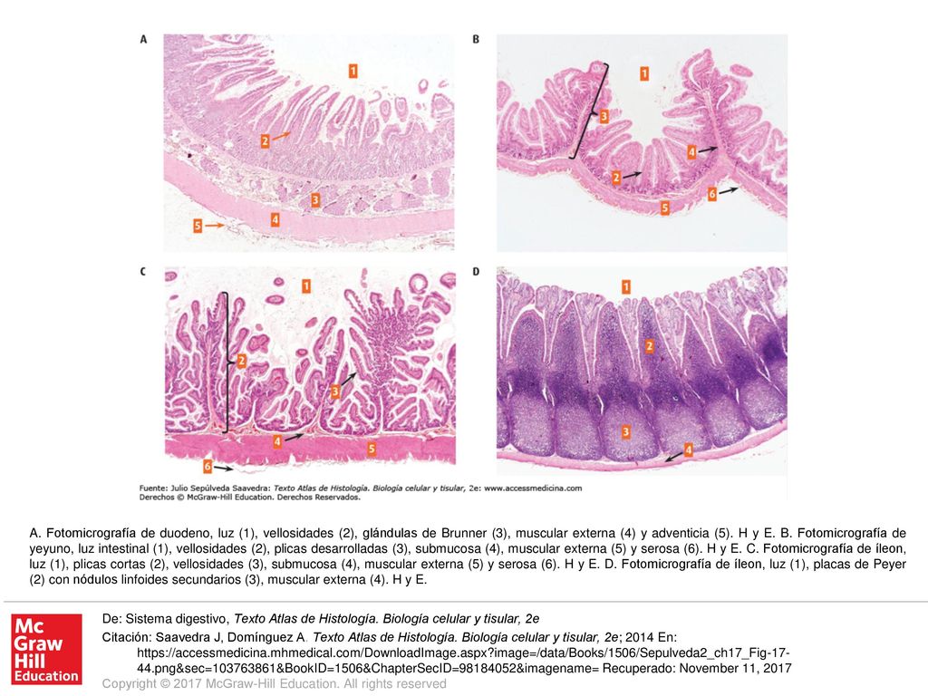 A. Fotomicrografía de duodeno, luz (1), vellosidades (2), glándulas de Brunner (3), muscular externa (4) y adventicia (5). H y E. B. Fotomicrografía de yeyuno, luz intestinal (1), vellosidades (2), plicas desarrolladas (3), submucosa (4), muscular externa (5) y serosa (6). H y E. C. Fotomicrografía de íleon, luz (1), plicas cortas (2), vellosidades (3), submucosa (4), muscular externa (5) y serosa (6). H y E. D. Fotomicrografía de íleon, luz (1), placas de Peyer (2) con nódulos linfoides secundarios (3), muscular externa (4). H y E.