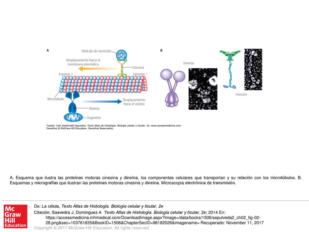 A. Esquema que ilustra las proteínas motoras cinesina y dineína, los componentes celulares que transportan y su relación con los microtúbulos. B. Esquemas y micrografías que ilustran las proteínas motoras cinesina y dineína. Microscopia electrónica de transmisión.