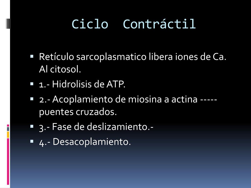 Ciclo Contráctil Retículo sarcoplasmatico libera iones de Ca. Al citosol. 1.- Hidrolisis de ATP.