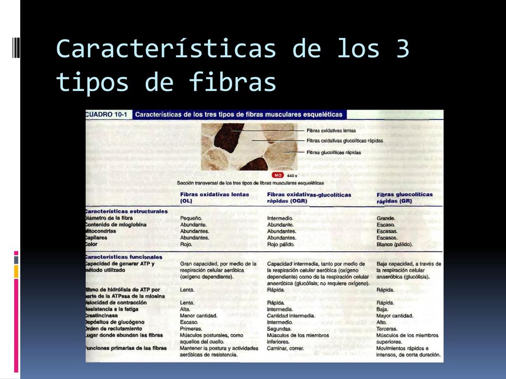 Características de los 3 tipos de fibras