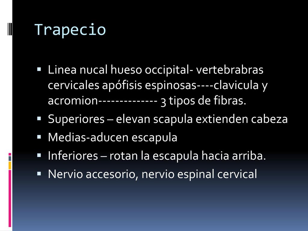 Trapecio Linea nucal hueso occipital- vertebrabras cervicales apófisis espinosas----clavicula y acromion tipos de fibras.