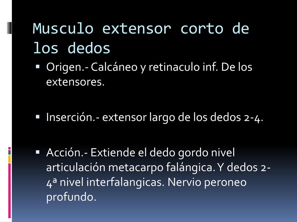 Musculo extensor corto de los dedos