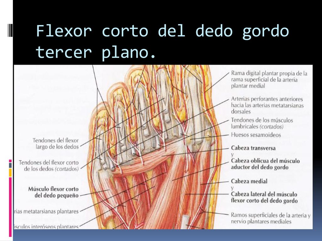 Flexor corto del dedo gordo tercer plano.