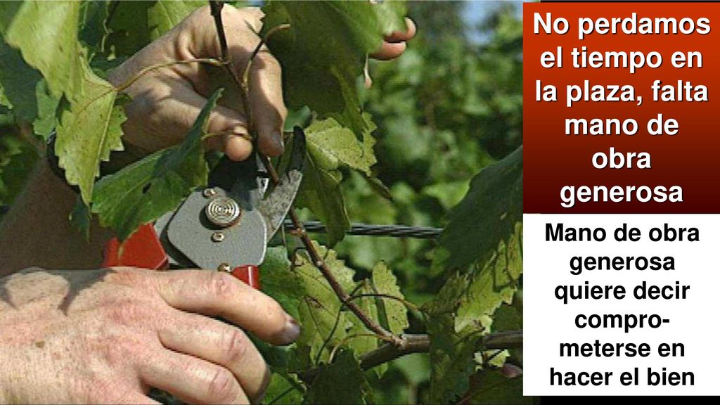 No perdamos el tiempo en la plaza, falta mano de obra generosa
