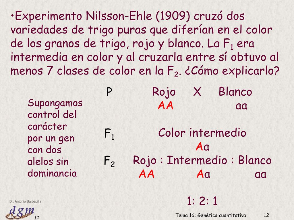 Rojo : Intermedio : Blanco AA Aa aa 1: 2: 1