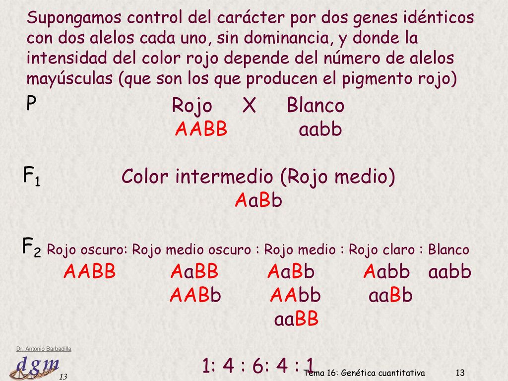 Color intermedio (Rojo medio) AaBb