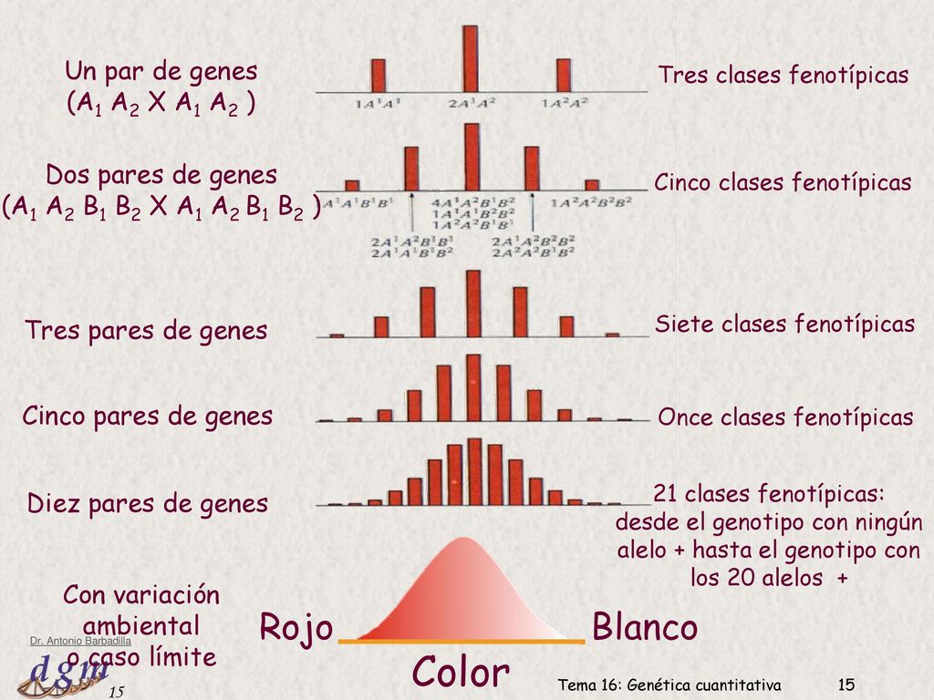 Color Rojo Blanco Un par de genes (A1 A2 X A1 A2 ) Dos pares de genes