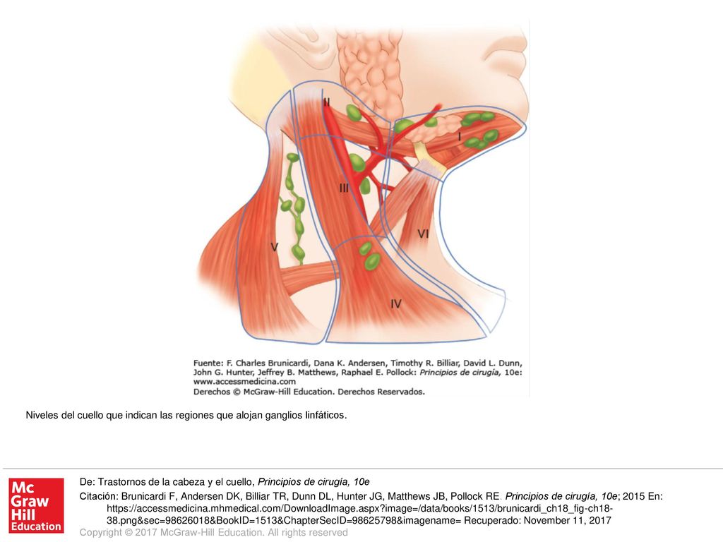 Niveles del cuello que indican las regiones que alojan ganglios linfáticos.