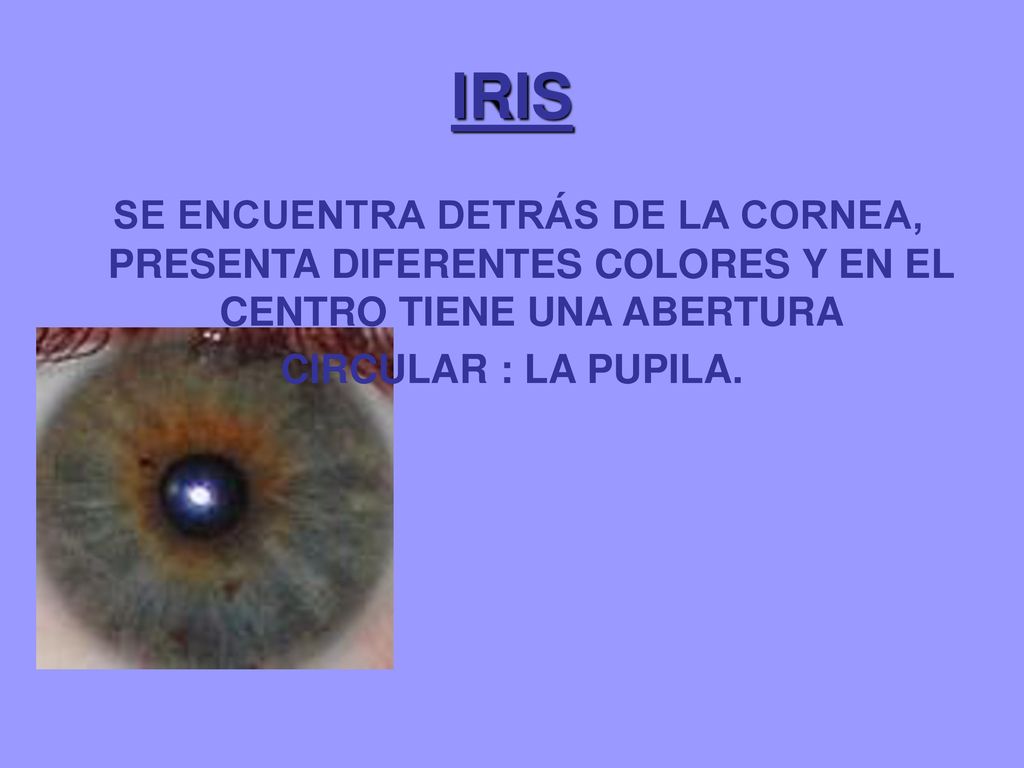 IRIS SE ENCUENTRA DETRÁS DE LA CORNEA, PRESENTA DIFERENTES COLORES Y EN EL CENTRO TIENE UNA ABERTURA.