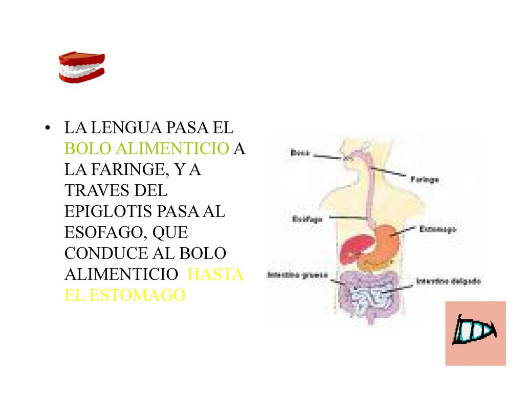 LA LENGUA PASA EL BOLO ALIMENTICIO A LA FARINGE, Y A TRAVES DEL EPIGLOTIS PASA AL ESOFAGO, QUE CONDUCE AL BOLO ALIMENTICIO HASTA EL ESTOMAGO
