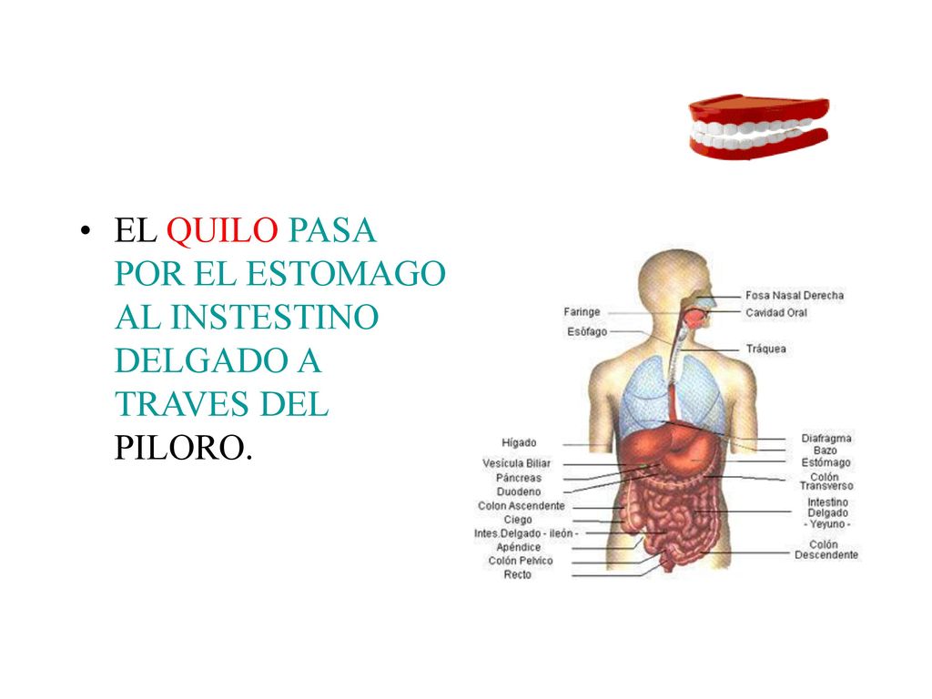EL QUILO PASA POR EL ESTOMAGO AL INSTESTINO DELGADO A TRAVES DEL PILORO.