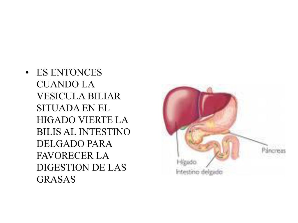 ES ENTONCES CUANDO LA VESICULA BILIAR SITUADA EN EL HIGADO VIERTE LA BILIS AL INTESTINO DELGADO PARA FAVORECER LA DIGESTION DE LAS GRASAS