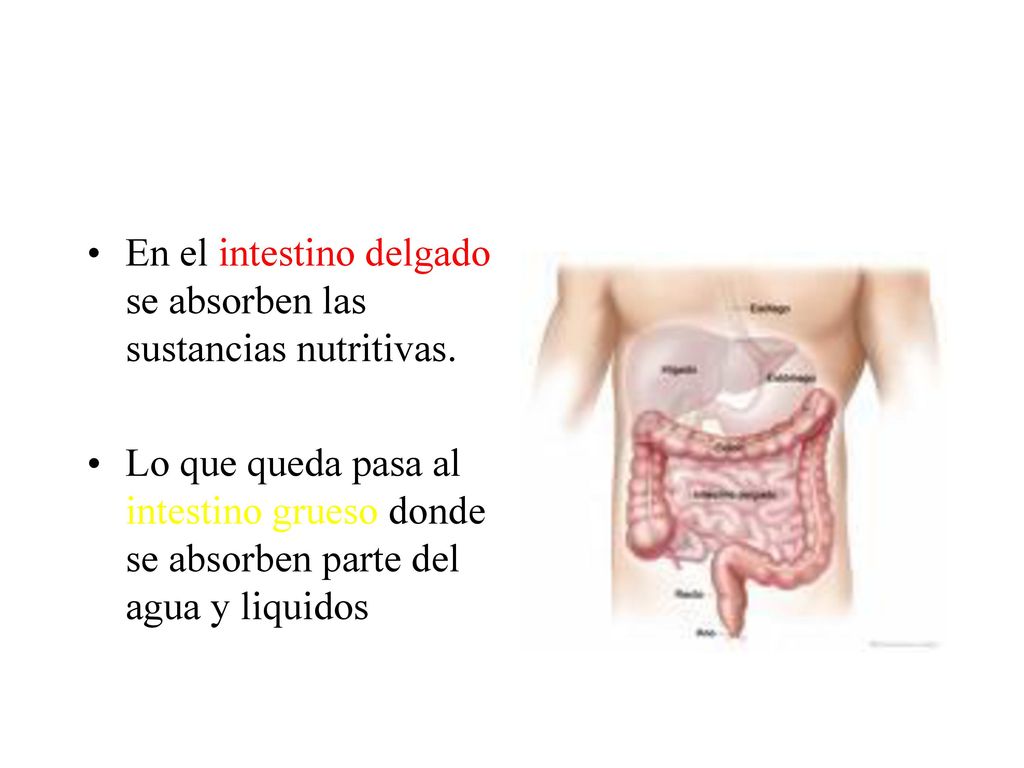 En el intestino delgado se absorben las sustancias nutritivas.