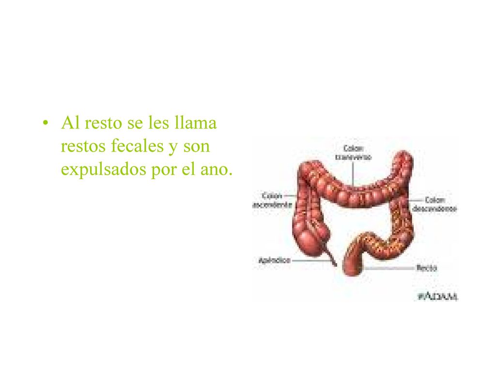 Al resto se les llama restos fecales y son expulsados por el ano.