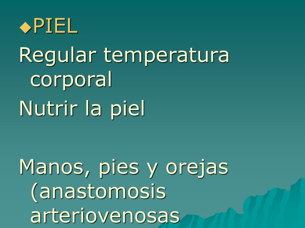 PIEL Regular temperatura corporal Nutrir la piel Manos, pies y orejas (anastomosis arteriovenosas