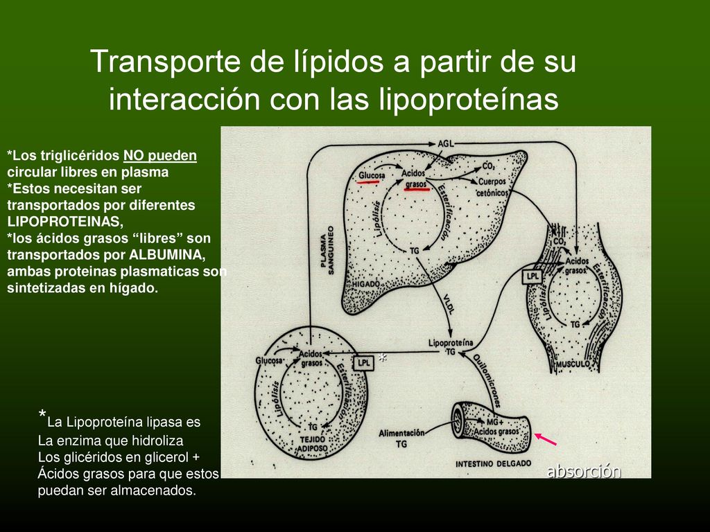 Transporte de lípidos a partir de su interacción con las lipoproteínas