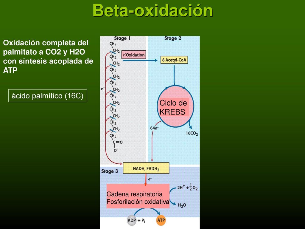 Beta-oxidación Oxidación completa del palmitato a CO2 y H2O con síntesis acoplada de ATP. Ciclo de.