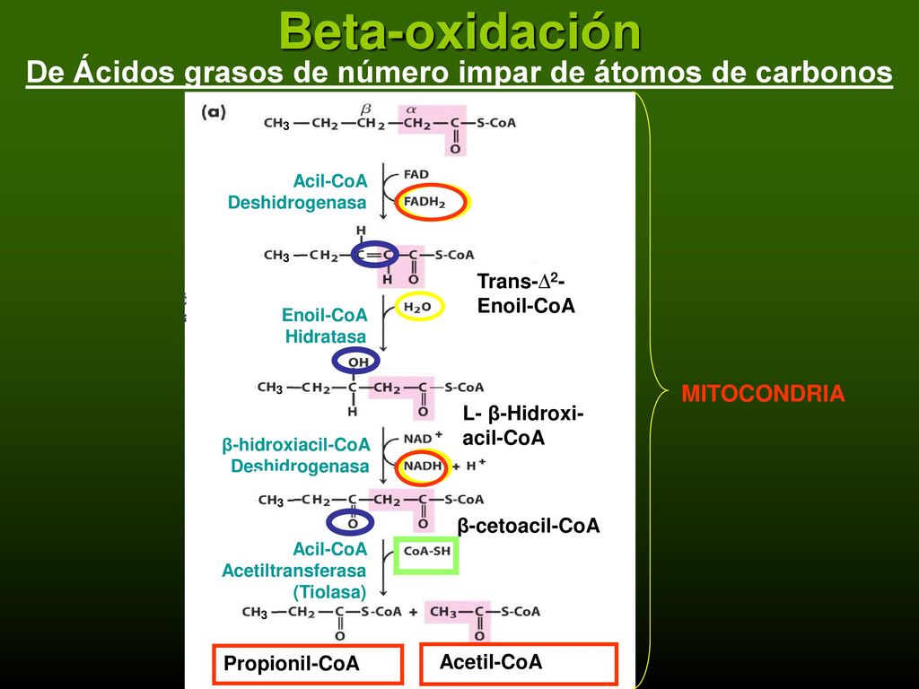 De Ácidos grasos de número impar de átomos de carbonos