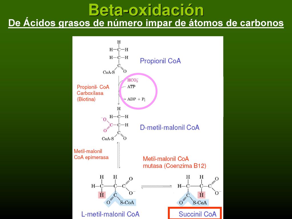 De Ácidos grasos de número impar de átomos de carbonos