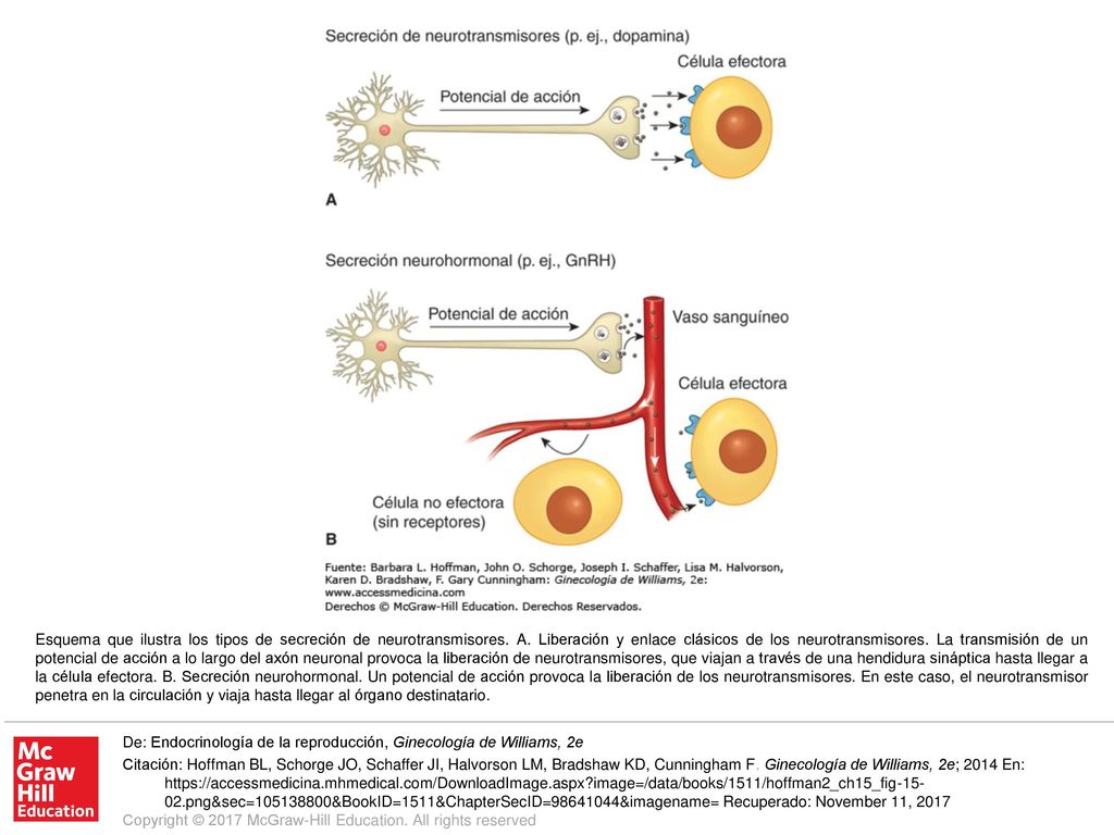 Esquema que ilustra los tipos de secreción de neurotransmisores. A