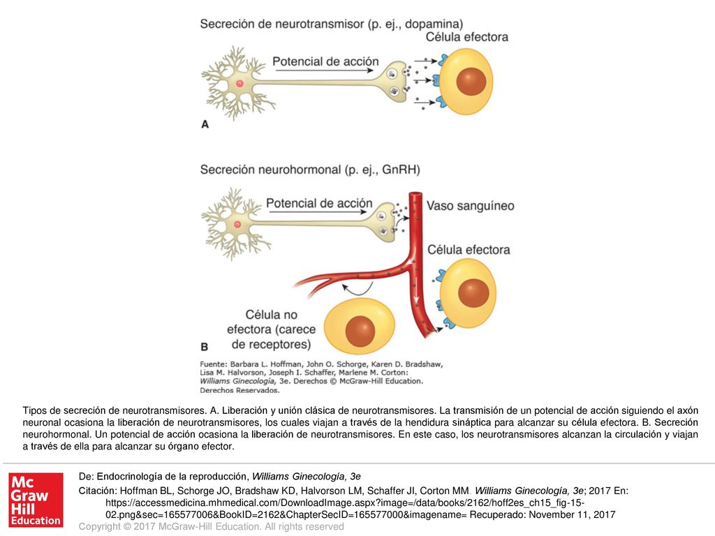 Tipos de secreción de neurotransmisores. A