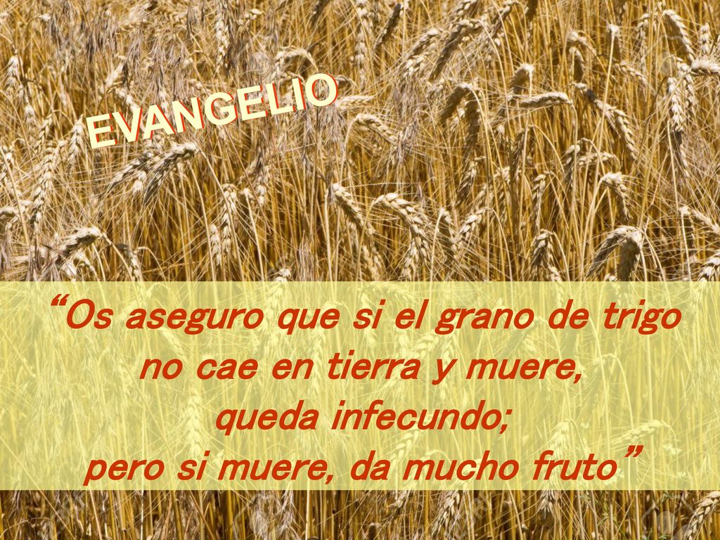 Os aseguro que si el grano de trigo pero si muere, da mucho fruto