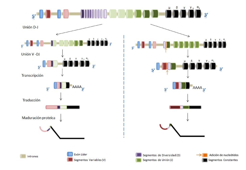 Figura 2. Proceso de recombinación del receptor del antígeno.