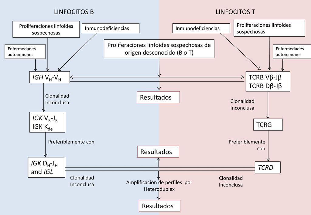 LINFOCITOS B LINFOCITOS T IGH VH-VH TCRB Vβ-Jβ TCRB Dβ-Jβ Resultados