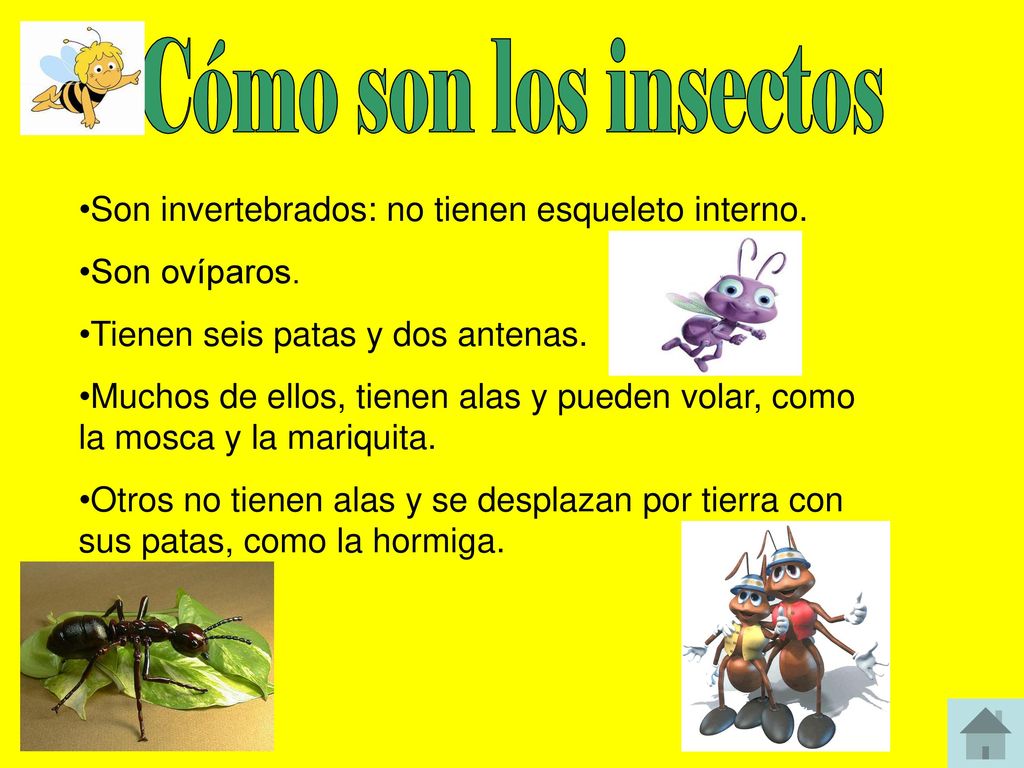 Cómo son los insectos Son invertebrados: no tienen esqueleto interno.