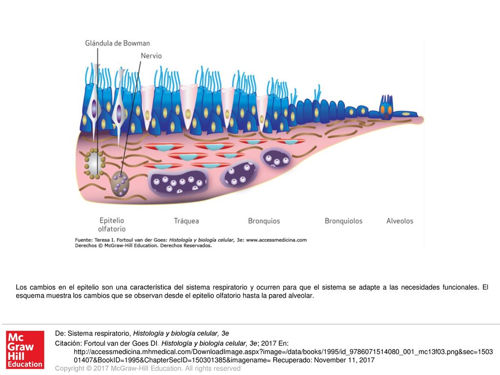Los cambios en el epitelio son una característica del sistema respiratorio y ocurren para que el sistema se adapte a las necesidades funcionales. El esquema muestra los cambios que se observan desde el epitelio olfatorio hasta la pared alveolar.