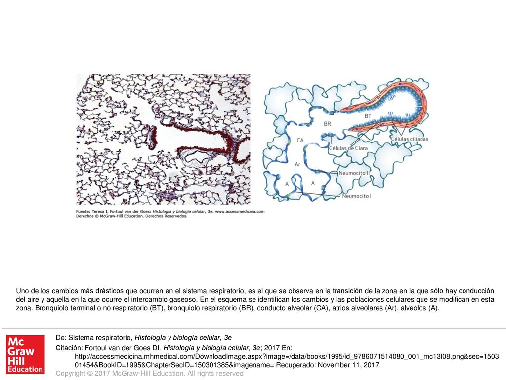 Uno de los cambios más drásticos que ocurren en el sistema respiratorio, es el que se observa en la transición de la zona en la que sólo hay conducción del aire y aquella en la que ocurre el intercambio gaseoso. En el esquema se identifican los cambios y las poblaciones celulares que se modifican en esta zona. Bronquiolo terminal o no respiratorio (BT), bronquiolo respiratorio (BR), conducto alveolar (CA), atrios alveolares (Ar), alveolos (A).