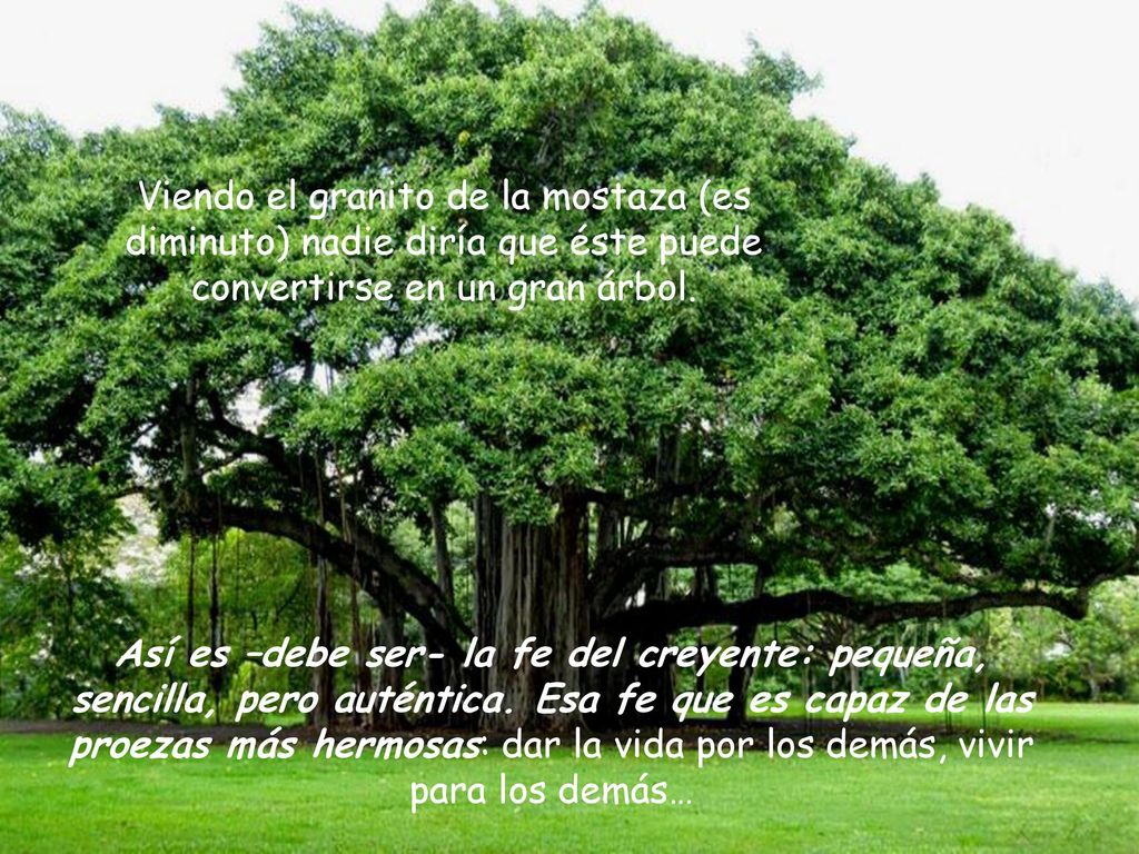 Viendo el granito de la mostaza (es diminuto) nadie diría que éste puede convertirse en un gran árbol.