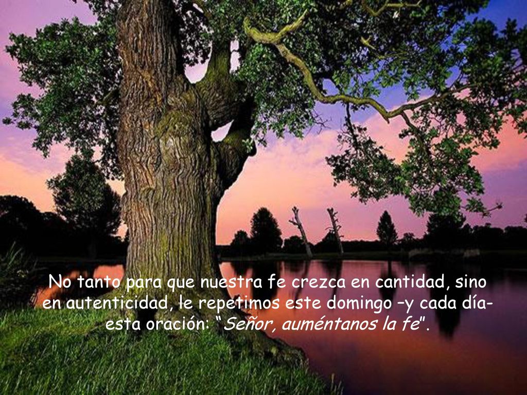 No tanto para que nuestra fe crezca en cantidad, sino en autenticidad, le repetimos este domingo –y cada día- esta oración: Señor, auméntanos la fe .