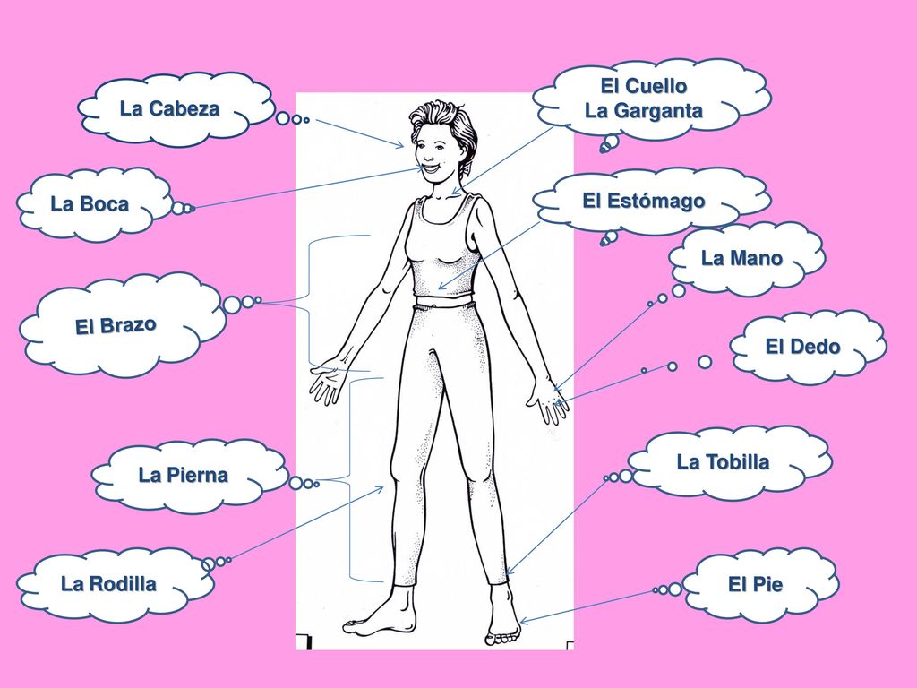 El Cuello La Garganta. La Cabeza. La Boca. El Estómago. La Mano. El Brazo. El Dedo. La Tobilla.