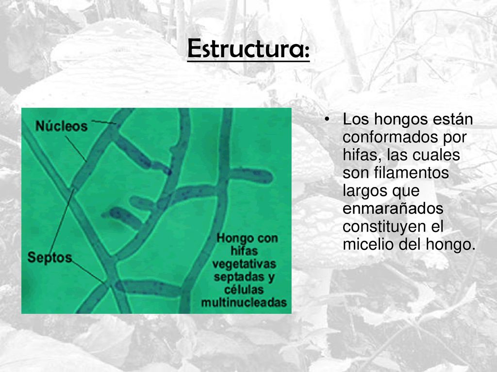 Estructura: Los hongos están conformados por hifas, las cuales son filamentos largos que enmarañados constituyen el micelio del hongo.