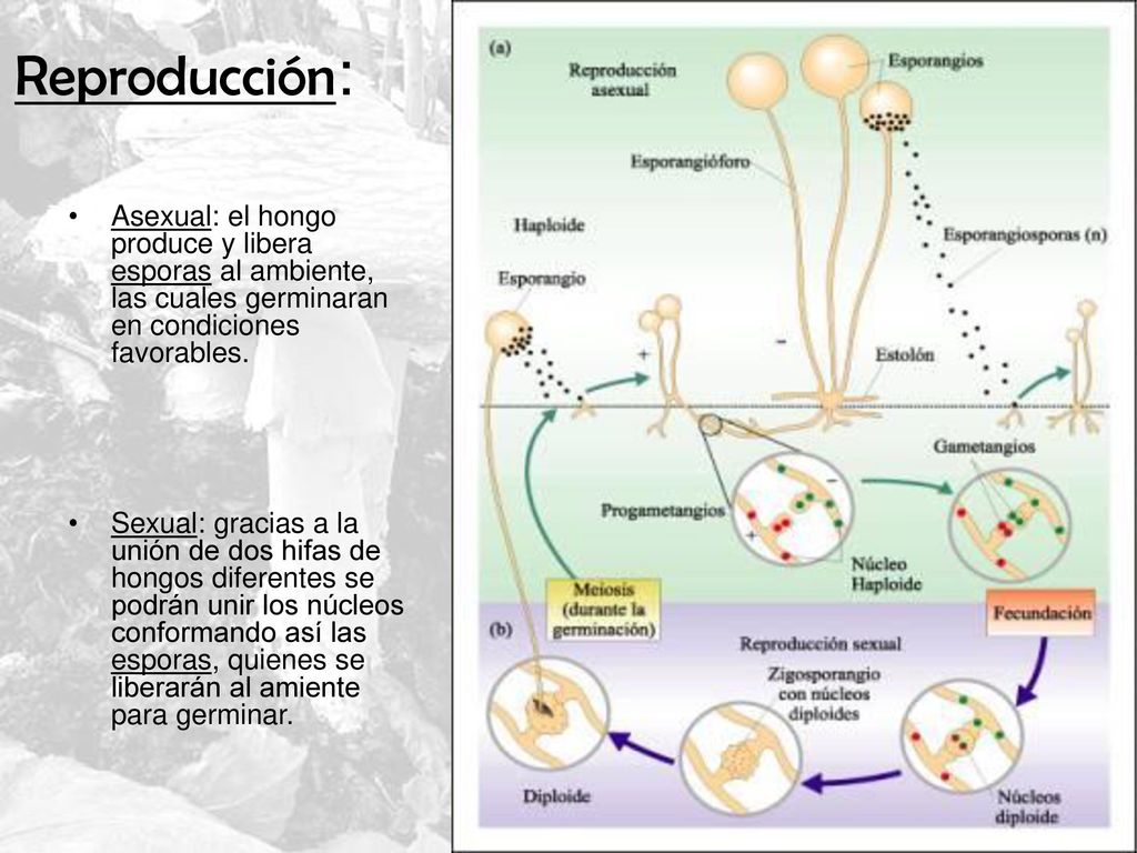 Reproducción: Asexual: el hongo produce y libera esporas al ambiente, las cuales germinaran en condiciones favorables.