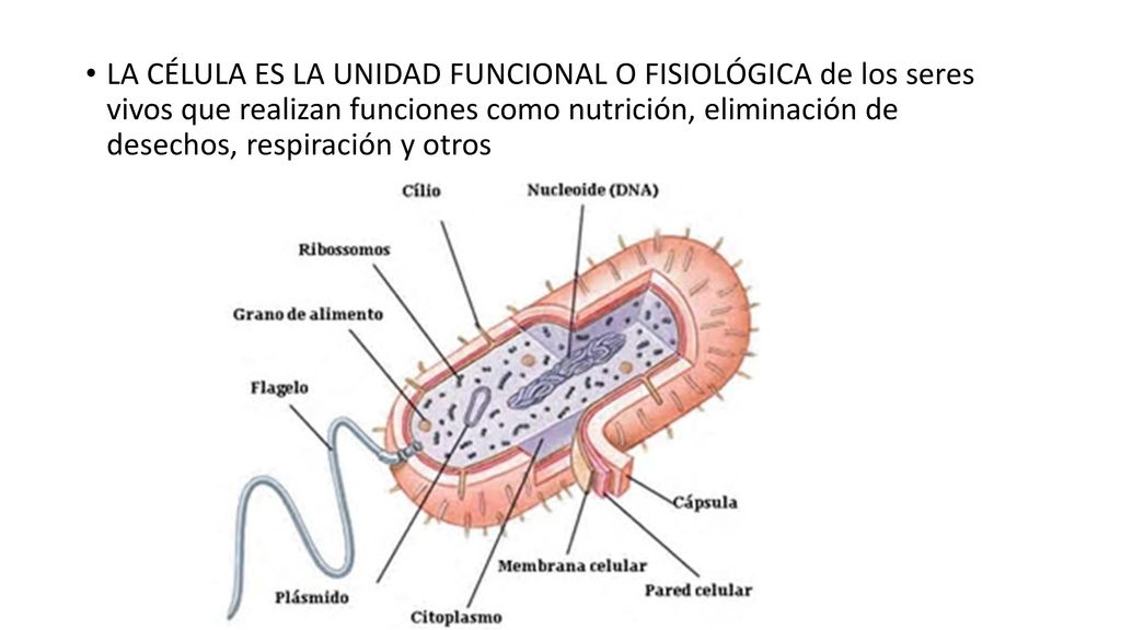 LA CÉLULA ES LA UNIDAD FUNCIONAL O FISIOLÓGICA de los seres vivos que realizan funciones como nutrición, eliminación de desechos, respiración y otros