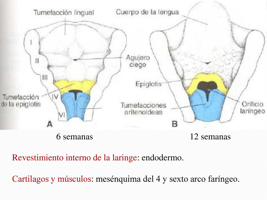 6 semanas 12 semanas. Revestimiento interno de la laringe: endodermo.