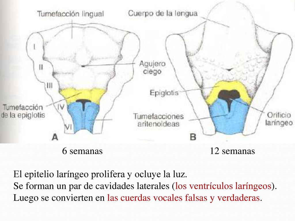 6 semanas 12 semanas. El epitelio laríngeo prolifera y ocluye la luz. Se forman un par de cavidades laterales (los ventrículos laríngeos).