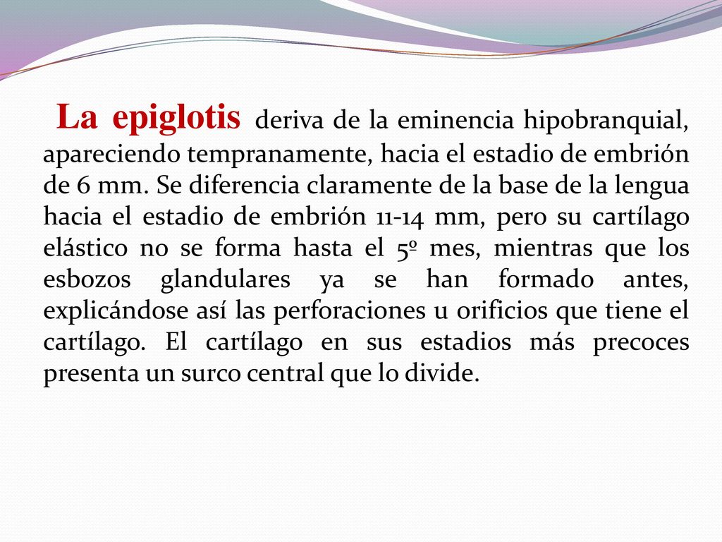 La epiglotis deriva de la eminencia hipobranquial, apareciendo tempranamente, hacia el estadio de embrión de 6 mm.