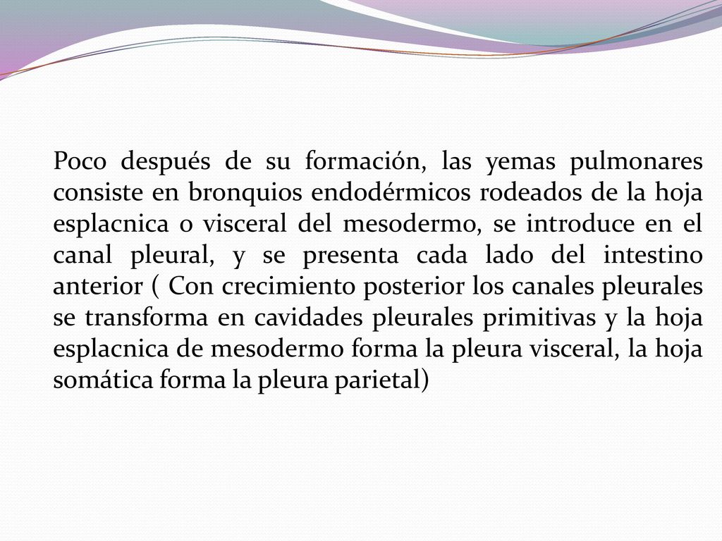 Poco después de su formación, las yemas pulmonares consiste en bronquios endodérmicos rodeados de la hoja esplacnica o visceral del mesodermo, se introduce en el canal pleural, y se presenta cada lado del intestino anterior ( Con crecimiento posterior los canales pleurales se transforma en cavidades pleurales primitivas y la hoja esplacnica de mesodermo forma la pleura visceral, la hoja somática forma la pleura parietal)