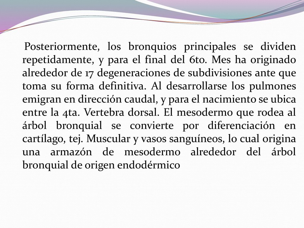 Posteriormente, los bronquios principales se dividen repetidamente, y para el final del 6to.