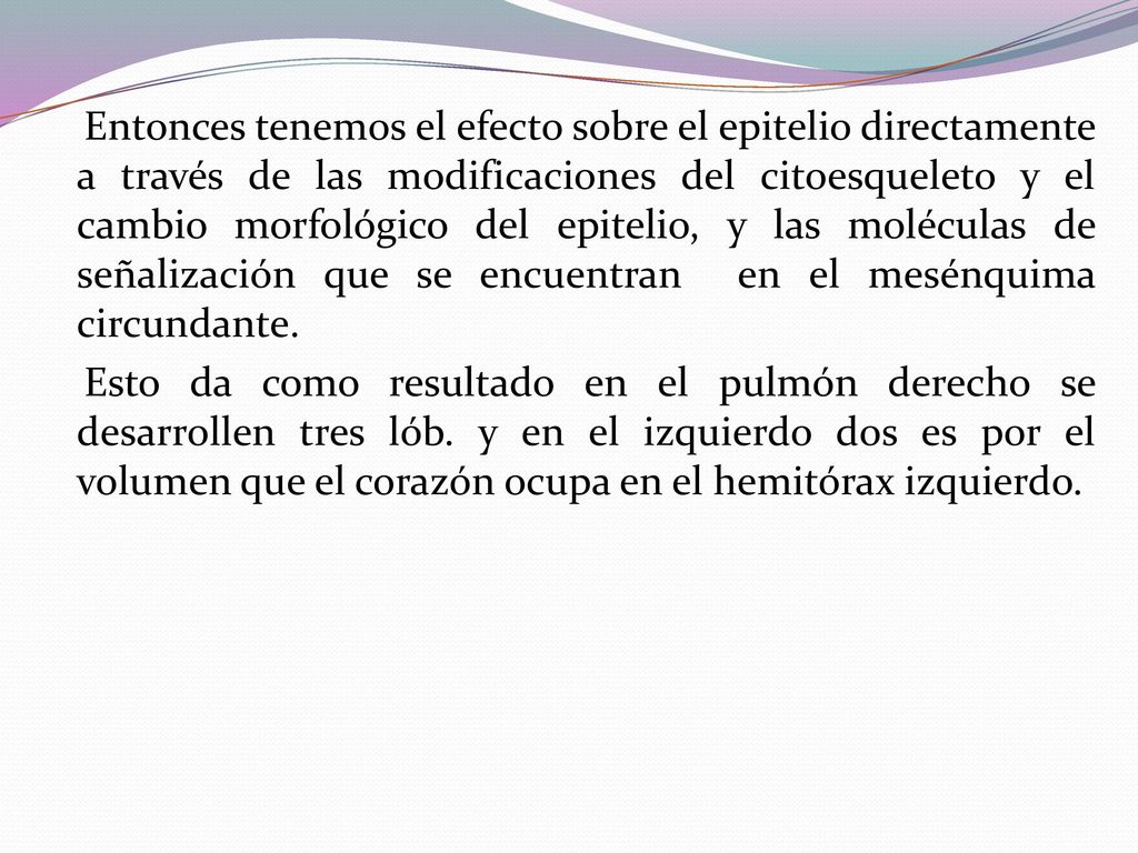 Entonces tenemos el efecto sobre el epitelio directamente a través de las modificaciones del citoesqueleto y el cambio morfológico del epitelio, y las moléculas de señalización que se encuentran en el mesénquima circundante.