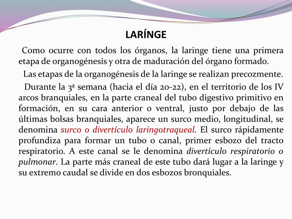 LARÍNGE Como ocurre con todos los órganos, la laringe tiene una primera etapa de organogénesis y otra de maduración del órgano formado.